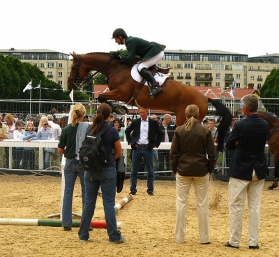 Belgian warmblood